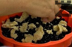 В купа смесваме продуктите за щросела и ги разбъркваме с лъжица. Поръсваме трохите върху боровинките. Печем на 180 градуса за 40-45 мин.